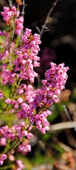 Erica lateralis