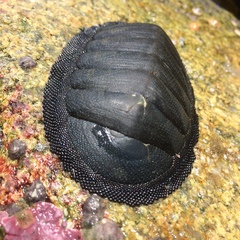 Chiton magnificus
