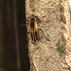 Chauliognathus scutellaris