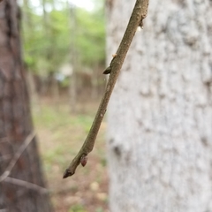Quercus similis