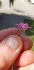 Oxalis articulata rubra
