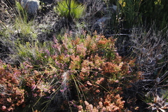 Erica lateralis