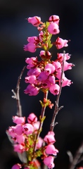Erica lateralis