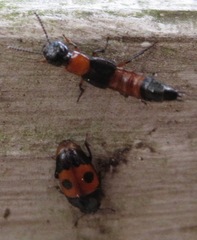 Laetulonthus laetulus