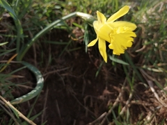 Narcissus minor asturiensis