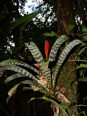 Lutheria splendens