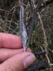 Senecio dunedinensis