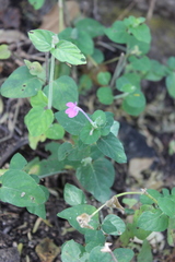 Siphonoglossa ramosa