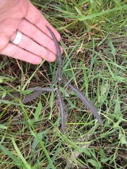 Senecio dunedinensis