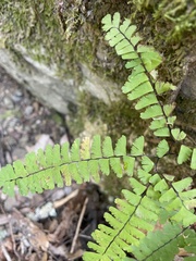 Adiantum aleuticum aleuticum