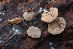 Entoloma byssisedum