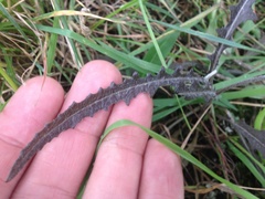 Senecio dunedinensis
