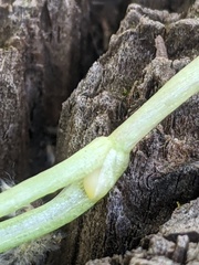 Ficaria verna bulbilifera