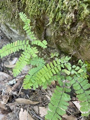 Adiantum aleuticum aleuticum