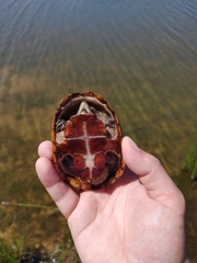 Sternotherus odoratus
