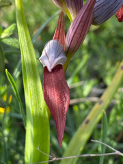 Serapias strictiflora