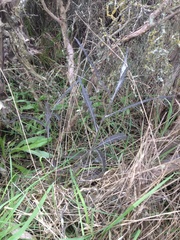 Senecio dunedinensis