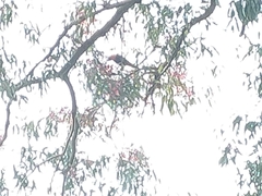 Trichoglossus moluccanus moluccanus