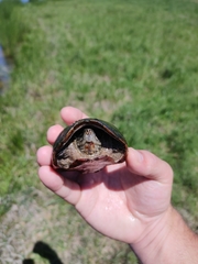 Sternotherus odoratus