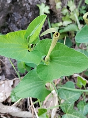 Aristolochia lutea