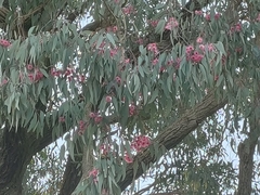 Trichoglossus moluccanus moluccanus