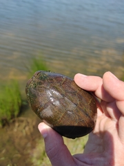 Sternotherus odoratus