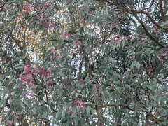 Trichoglossus moluccanus moluccanus