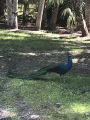 Pavo cristatus × muticus