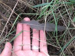 Senecio dunedinensis