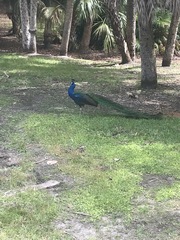 Pavo cristatus × muticus