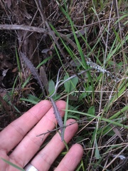 Senecio dunedinensis