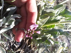 Phoenicaulis cheiranthoides