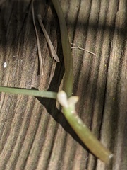 Ficaria verna bulbilifera