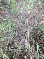 Senecio dunedinensis