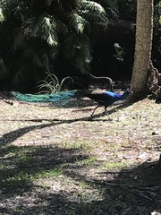 Pavo cristatus × muticus