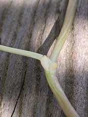 Ficaria verna bulbilifera