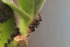 Lasius
