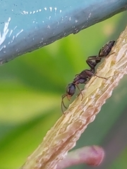 Formicidae