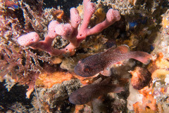 Vincentia novaehollandiae