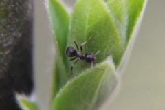 Lasius