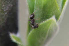 Lasius