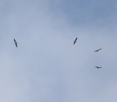 Chroicocephalus ridibundus