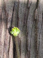 Ficaria verna bulbilifera