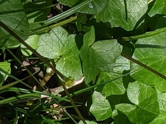 Ficaria verna bulbilifera