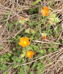 Sphaeralcea pedatifida