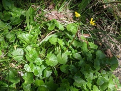 Ficaria verna bulbilifera