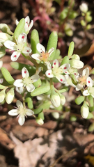 Sedum pusillum