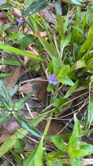 Dyschoriste humistrata