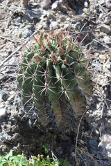 Ferocactus recurvus recurvus