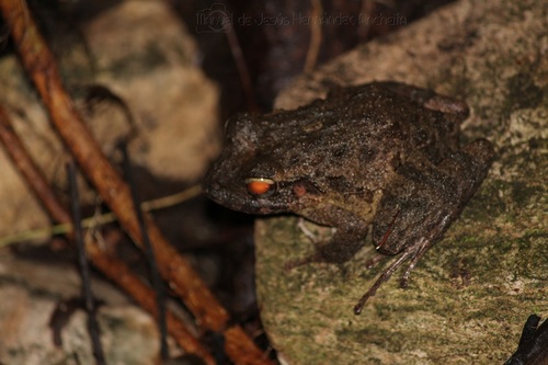 Palenque Robber Frog